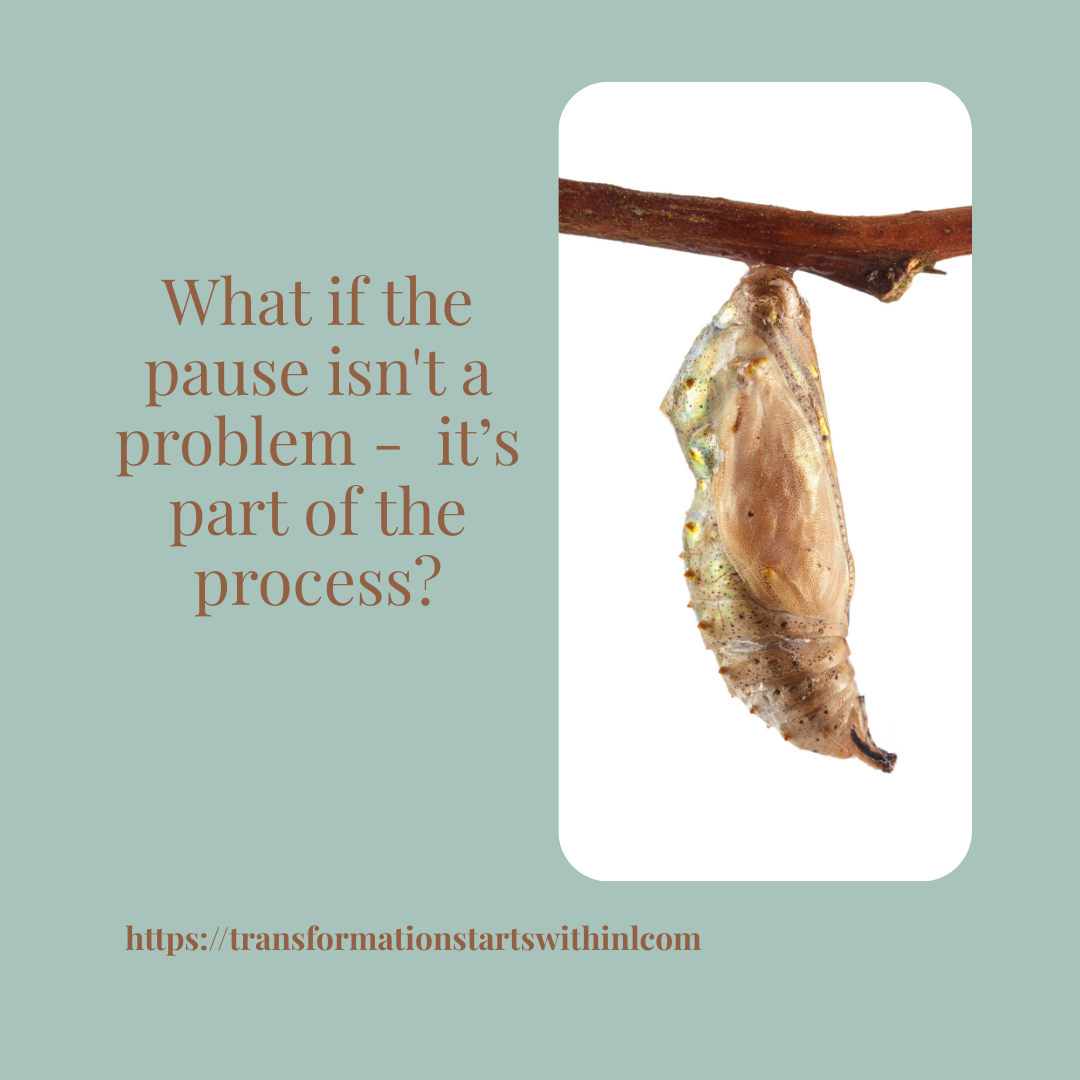 branch with cocoon - chrysallis hanging